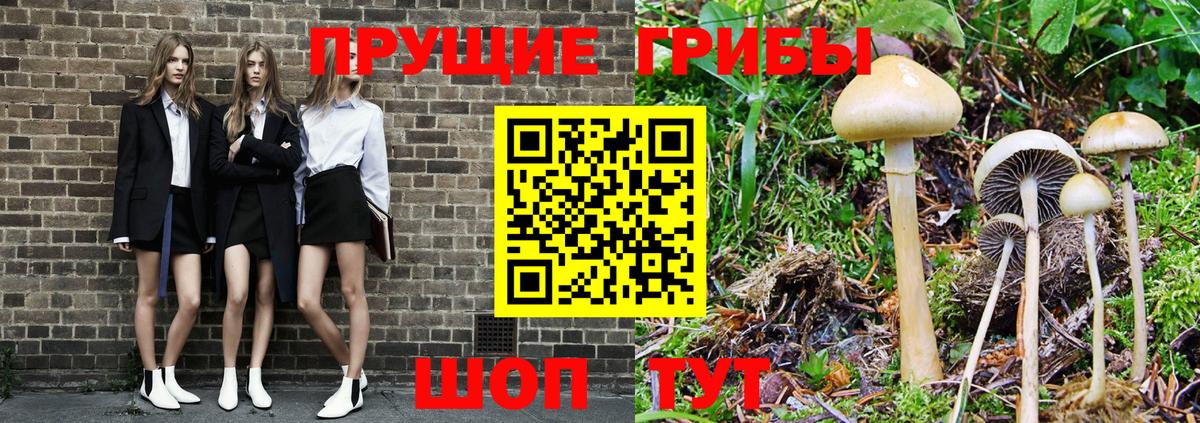 Ржев  Псилоцибиновые грибы прущие грибы  Вход с VPN  Псилоцибиновые грибы Psilocybe 